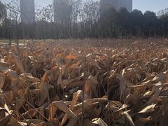 -尚贤河湿地
