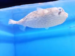 -烟台海昌鲸鲨海洋公园