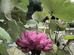 -锦绣公园