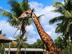-海南热带野生动植物园