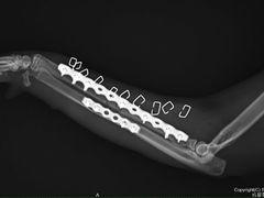 -菲尔斯特宠物医院