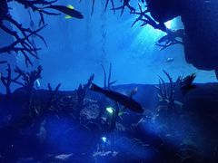 -迪拜帆船酒店海底餐厅