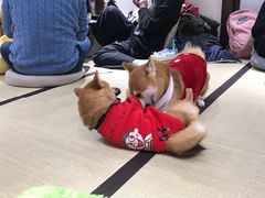 -逗柴咖啡屋·狗咖猫咖宠物桌游