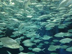 -上海海洋水族馆