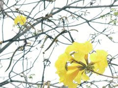 -天适樱花悠乐园