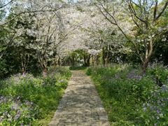 -上海滨江森林公园