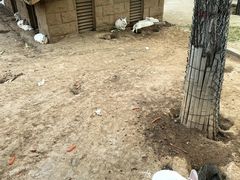 -石家庄市动物园