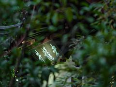 -十八棵（老龙井）御茶园(老龙井店)