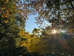 -上海共青森林公园