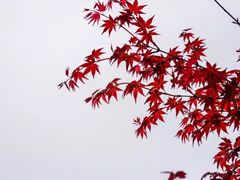 -桃花岛景观公园