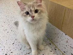 -猫域·湾主题猫咖·宠物吧(南坪城市广场店)