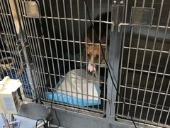 -美联众合动物医院·24h京西诊疗中心