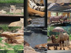 -北京野生动物园