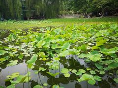 -莲湖公园