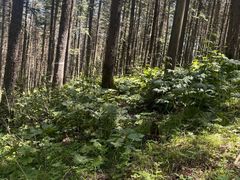 -芦芽山旅游度假区