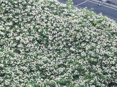 -四川大学(望江校区)
