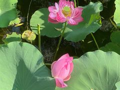 -莲花池公园