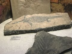 景点-甘肃地质博物馆