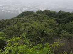 -紫金山山顶公园