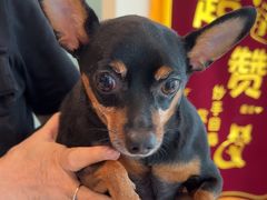 -瑞派申生动物医院·24H夜诊·国际动物医疗中心·骨外科(吴中路店)