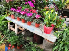 -金陵花卉交易市场