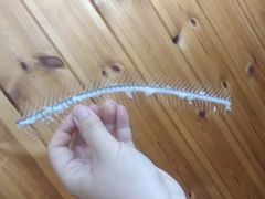 -真情鲍鱼海鲜汤