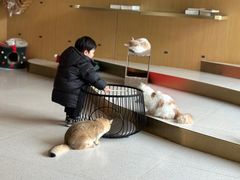 -飞行喵MR PILOT|猫舍·猫咖(静安大融城店)