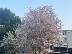 -溪岸路花鸟市场