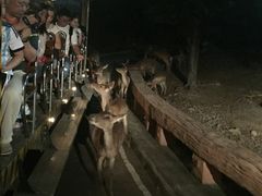 -清迈夜间动物园