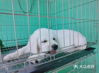 我家这只拉布拉多真的太可爱了