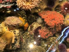 -西雅图水族馆