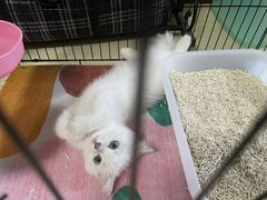 -喵zoo家庭繁育猫舍(尖东智能花园店)