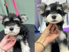 -唐小姐の私宠·宠物洗护美容·撸猫馆·购宠(周浦万达旗舰店)