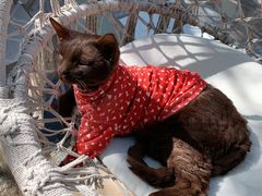 -喵屿·大理花园猫咖