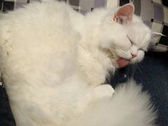 -佳雯宠物医院·皮肤科·内外科(春晓路分院)