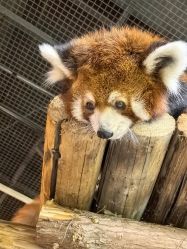 -Zoolung Zoolung动物主题公园(海信广场店)