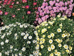 -溪岸路花鸟市场