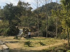 -千年银杏谷文化旅游区