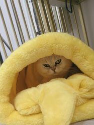 -熙画美上门化妆·化妆课·新娘跟妆(上海体育场店)