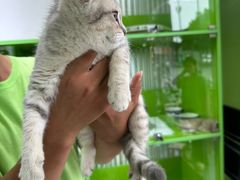 -唐小姐の猫狗洗护·购宠旗舰店(周浦万达店)