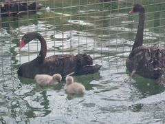 -荆州中山公园动物园