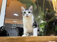 -李小姐の猫咖啡馆(五角场店)