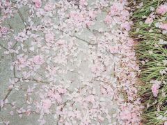 android_upload_pic-高东镇樱花园