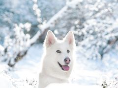 -太子岭滑雪场