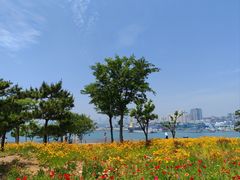 -小麦岛公园