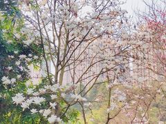 -龙头寺公园