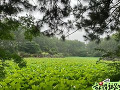 -合肥滨湖国家森林公园