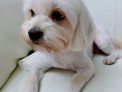 -PETKIT小佩宠物·低压洗护(国顺东路店)