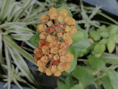 -苗品记茶馆(时代天街D馆店)