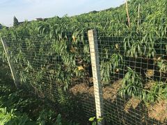 -南汇新场正宗水蜜桃采摘